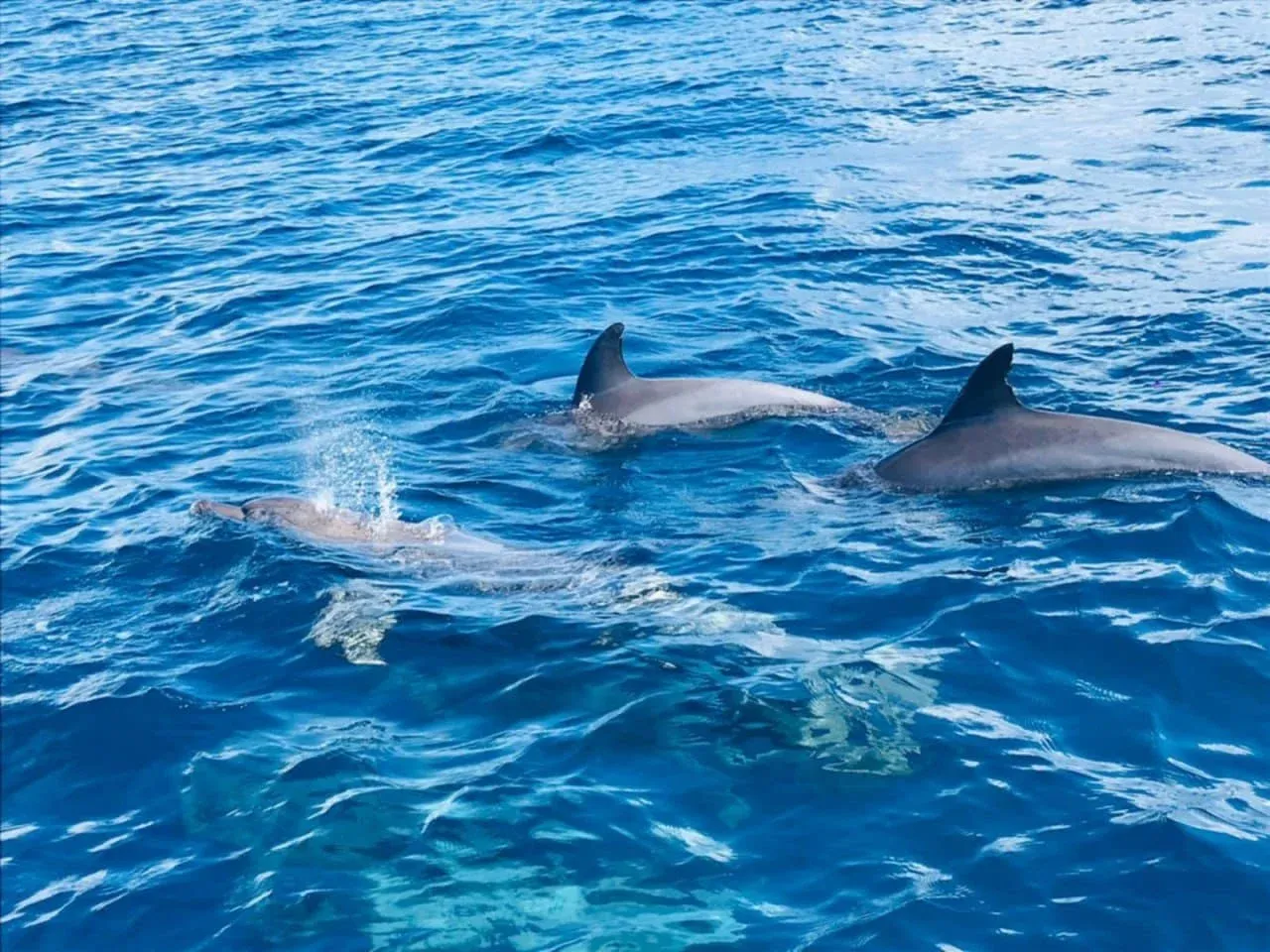 Zwei Delfine mit Rückenflossen im Meer vor Ampohana